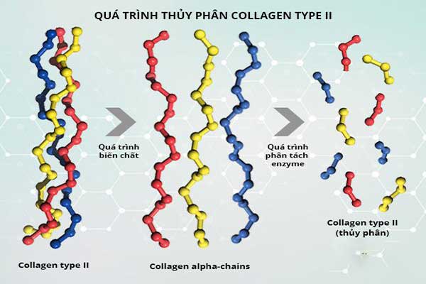 Collagen type 2 là gì? Có giúp tăng chiều cao không?
